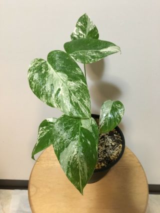 Rare Variegated Monstera Deliciosa Albo,  Minty Splash,  Fully Rooted Young Plant