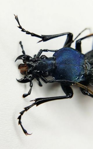 Carabidae,  Carabus sp,  Apotomopterus,  A1,  RARE,  China 2