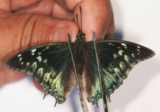 Butterflie Charaxes Northcoti Rare From Cameroon