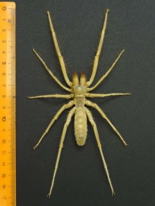 Monster Solifugae Camel Spider 169 Mm Sp.  1,  Sudan Top Rare,  Exclusive