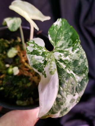 Syngonium Albo Varigated 8,  Not Monstera,  Or Philodendron,  Rare,  Aroid