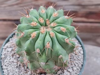 Copiapoa Cinerea Gigantea Rare Type On Roots Pot 8 Cm Cactus