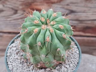 Copiapoa cinerea gigantea RARE type on roots pot 8 cm cactus 2