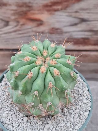 Copiapoa cinerea gigantea RARE type on roots pot 8 cm cactus 3