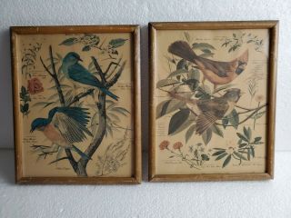 Set Of Two Framed Vintage Bird & Flower Prints By Arthur Singer