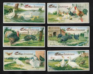 Poultry & Farm Birds Rare Gartmann Card Set Early 1900s Pigeon Chicken Turkey