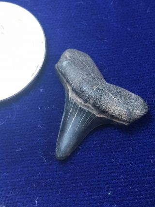 Rare Cretoxyrhina Mantelli Fossil Cretaceous Shark Tooth Mississippi