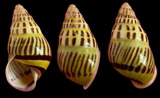 Tree Snail Amphidromus Species (color Rare)
