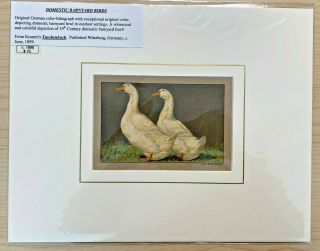 Rudolf Kramer Barnyard Birds 1899 Lithograph Print Ducks Fowl Antique Vintage