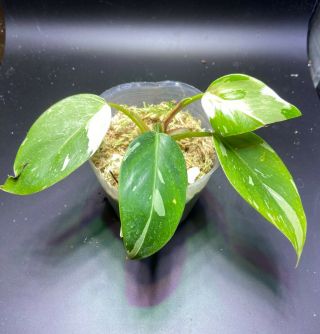 Philodendron White Princess - Very Rare Variegated Aroid -