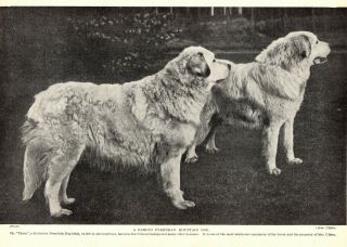 1930s Antique Great Pyrenees Dog Print Champion Thora Great Pyrenees 3331 - E