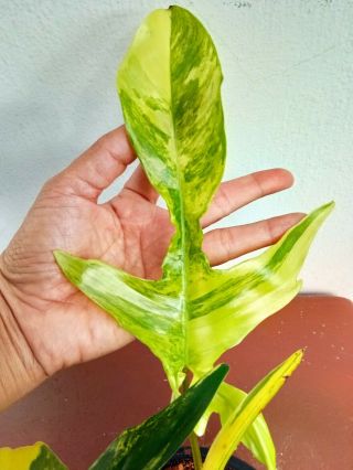 Philodendron Florida beauty variegated,  Rare Florida beauty 2
