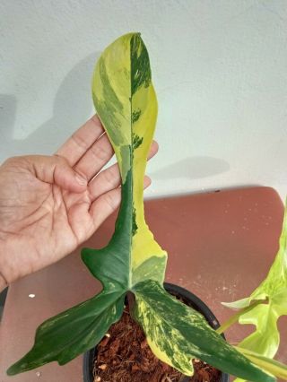 Philodendron Florida beauty variegated,  Rare Florida beauty 3