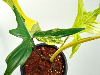 Philodendron Florida beauty variegated,  Rare Florida beauty 4