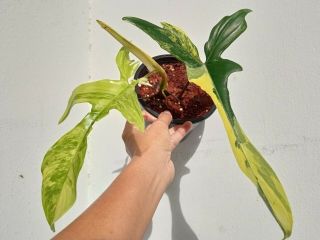 Philodendron Florida beauty variegated,  Rare Florida beauty 6