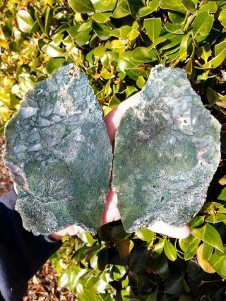 Two (2) Rare Central Oregon Green Moss Agate White Opal Band Filament Slab 10,  Oz