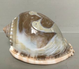 Large Vintage Conch Shell Cameo Carving Swans Heart Design Seashell Art 3
