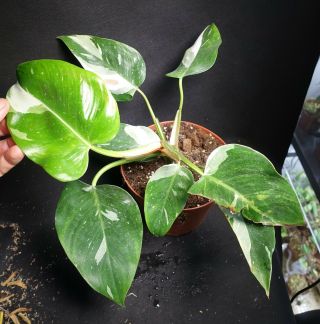 Xl Philodendron White Princess - Very Rare Variegated Aroid,  Ornamental Leaves