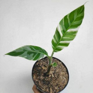 Rare 2 Musa Aeae Banana Variegated Plant,  Phytosanitary Certificate