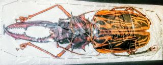 Cerambycidae Macrodontia Cervicornis 158mm Xxxl A1 - From Peru - Rare Size
