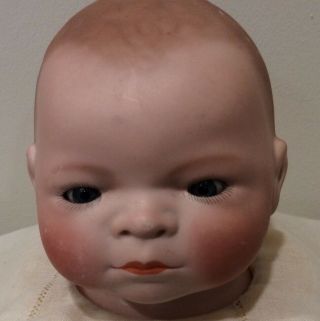 Antique Bye Lo Baby Bisque Head Measuring 12 1/2” & Sleep Eyes