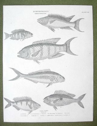 Fishes Gilt Head Species - 1820 Abraham Rees Engraving Antique Print