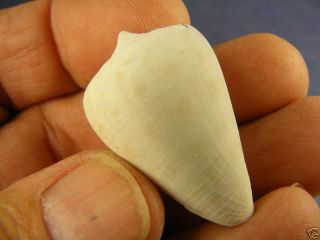 Fossils - Rare Pliocene Shell - - Conus Spurius - Markings