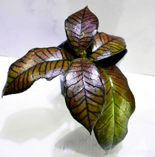 Rare Hoya Sp Gunung Gading,  Decorative Leaves