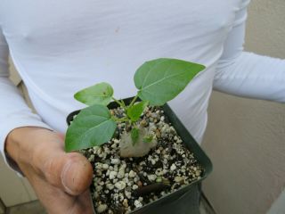 Ficus Petiolaris Succulent Plant Rare