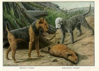 Airedale Terrier And Bedlington Terrier Kill Large Rodent 1919 Rare Art Print