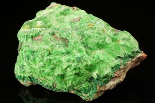 RARE Cuprosklodowskite & Metatorbernite Crystal MUSONOI MINE,  CONGO - Ex Lemanski 3