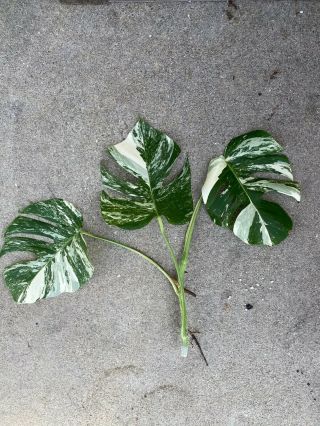 Albo Variegated Borsigiana Monstera 3 Leaves Cutting Growing Healthy 3 Node Rare