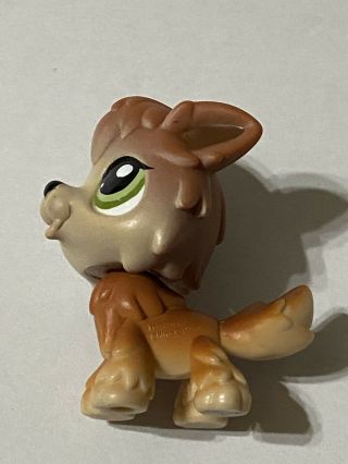 Rare Littlest Pet Shop Authentic 2141 Brown Tan Timber Wolf dog Green Eyes 2