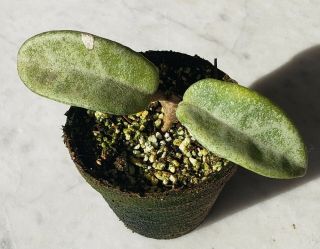 Hoya Carnosa Gray Ghost Rare Rooted Plant Start 3