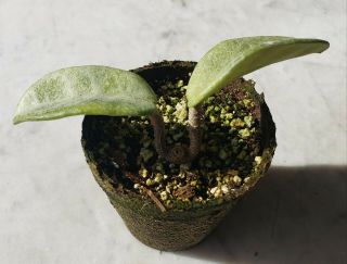 Hoya Carnosa Gray Ghost Rare Rooted Plant Start 6
