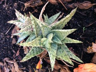 Aloe Cv Delta Lights Hybrid Rare White Color Succulent Agave Plant 5 Rosettes
