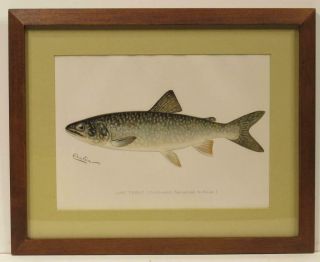 Antique Denton Lake Trout Fish Fishing Print 1897 - 1900 Custom Archival Frame