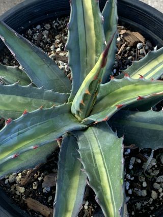 Agave Gentryi Ultra Variegated/rare/ariocarpus/rare /only One /