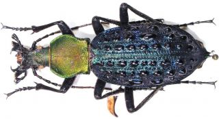 13.  Carabidae - Carabus (coptolabrus) Mirificus Xianfengensis.  Male,  Very Rare