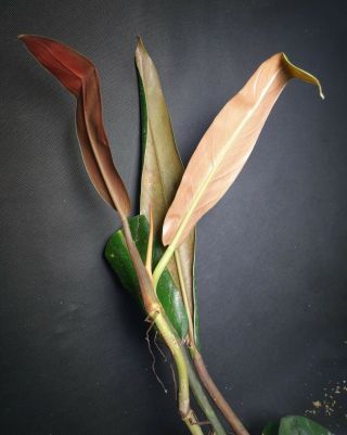 Xxl Philodendron Bicolor - Extremely Rare Aroid,  Ornamental Leaves
