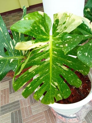 Large Monstera Deliciosa Thai Constellation Variegated Rare& Strong