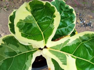 Fiddle Fig Leaf Variegated,  Ficus Lyrata Rare& Beauty Variegated White