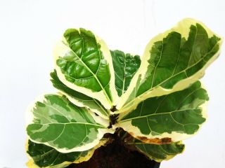 Fiddle fig leaf variegated,  Ficus lyrata Rare& beauty variegated white 2