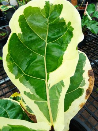 Fiddle fig leaf variegated,  Ficus lyrata Rare& beauty variegated white 4