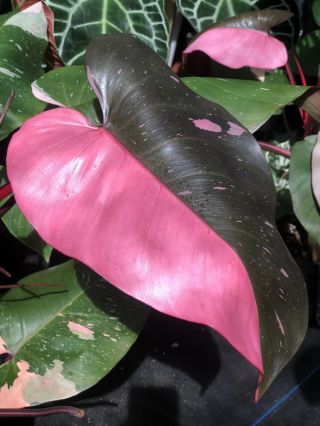 Extremely Rare Philodendron Pink Princess Variegated Aroid Erubescens Plant Wow