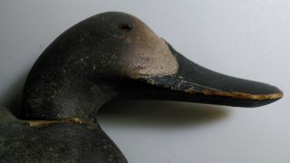 Vintage Mason Premier Grade Wooden Duck Decoy Canvasback Hen RARE Antique 2