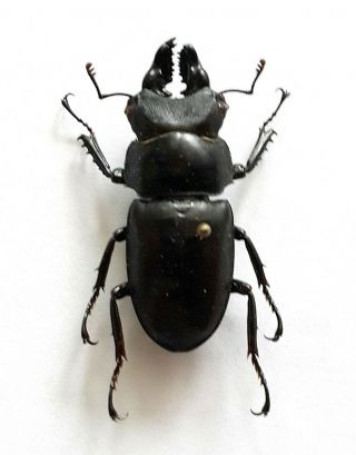 Rare Lucanidae: Prosopocoilus Spencei,  Male 39 Mm,  Yunnan,  China,  Stag Beetle A1