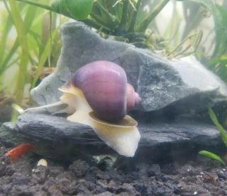 1x Rare Colors Mystery Snails Fertile Egg Clutch $5 In The Usa