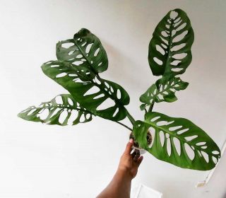 Monstera Esqueleto From Peru Big Plant,  Rooted,  Rare Exotic Plant,  Shippin