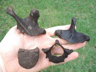 4 Rare Sloth Vertebrae Back Bones Florida Fossils Claw Core Skeleton Tooth Jaw @